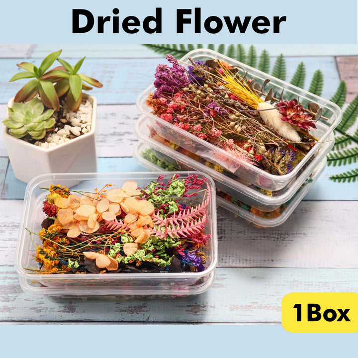 Dried Flowers for Decoration - Mixed The Cosmic Aroma